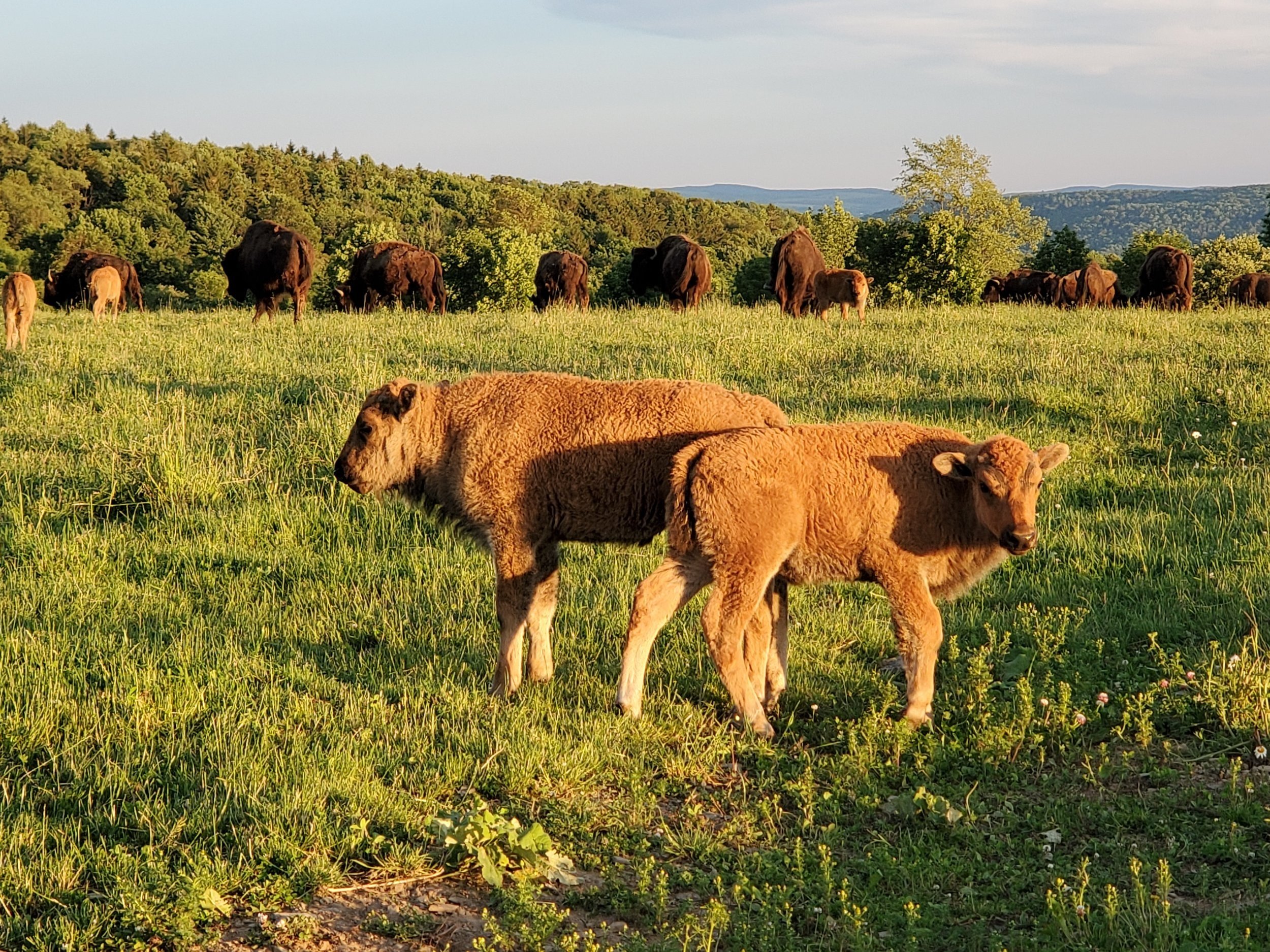 Two young bison calves standing in a lush green field, with a herd of adult bison grazing in the background under a clear blue sky.